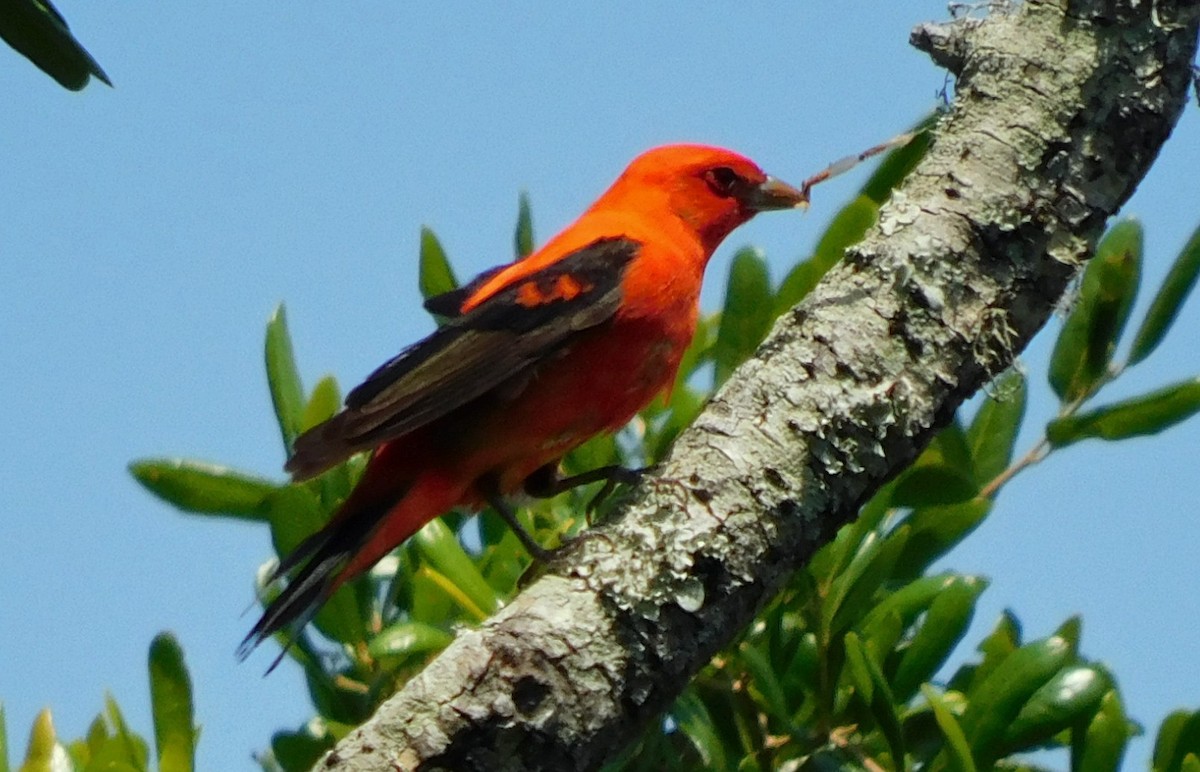Scarlet Tanager - Kathy Rhodes