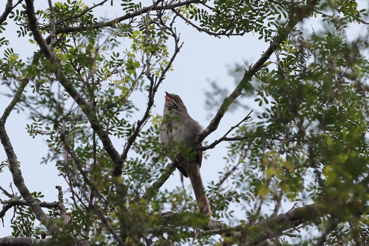 Rufous-crowned Sparrow - Fernanda Araujo