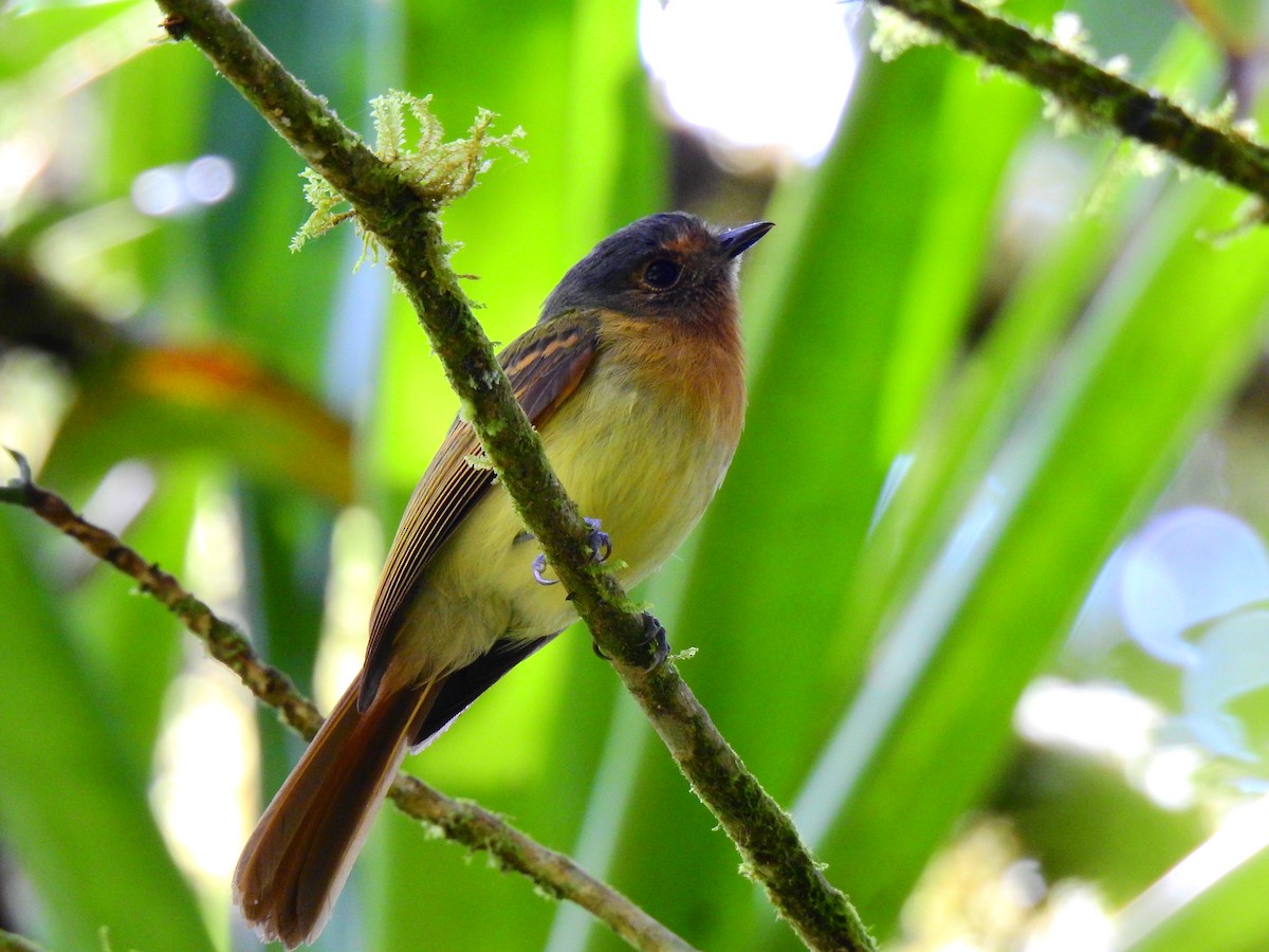 Rufous-breasted Flycatcher - ML618890735