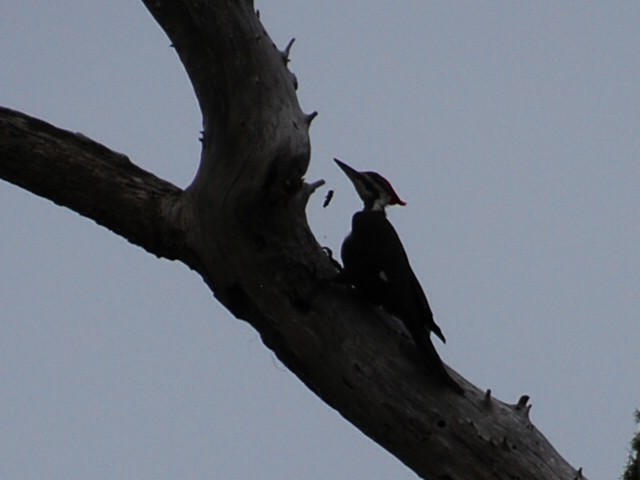 Pileated Woodpecker - ML618890738
