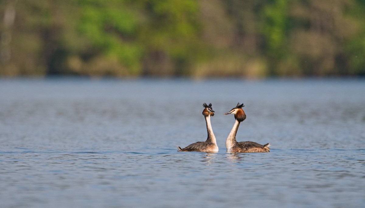 Great Crested Grebe - ML618890747