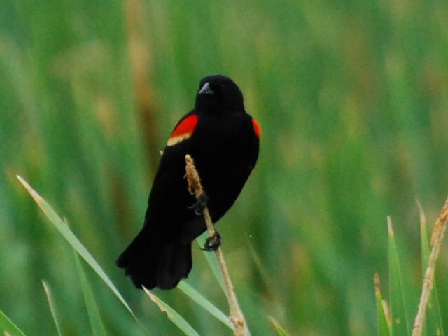 Red-winged Blackbird - ML618890753