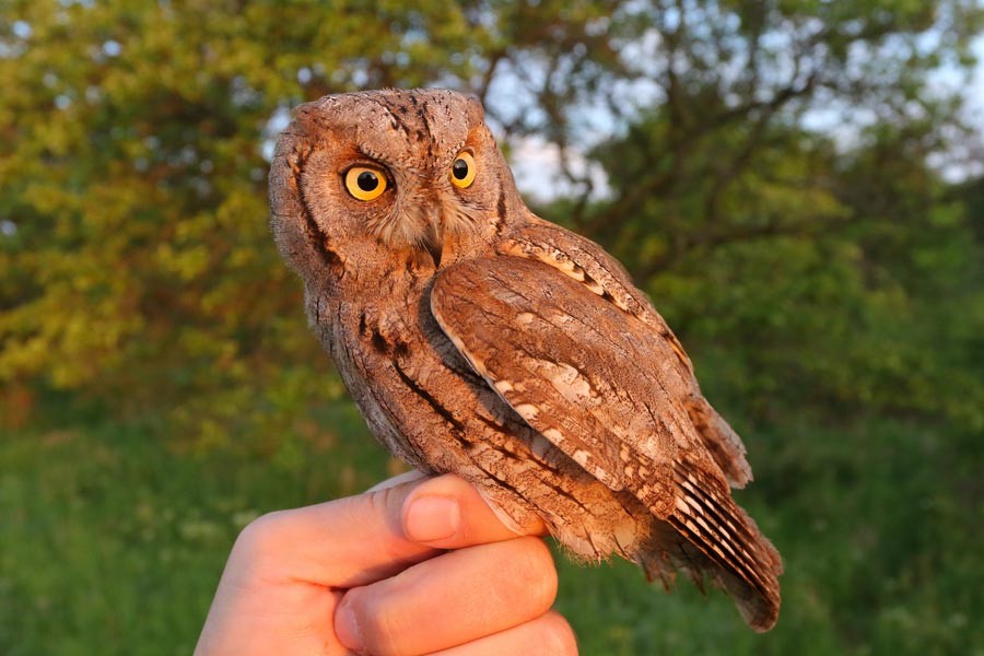 Eurasian Scops-Owl - ML618890764