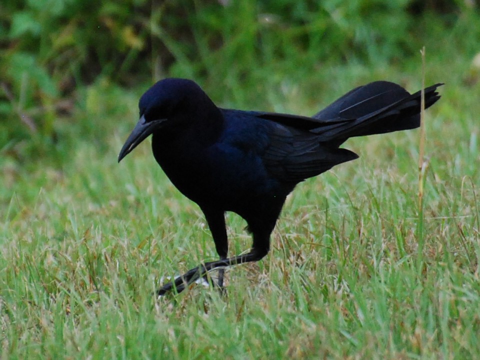 Boat-tailed Grackle - ML618890782