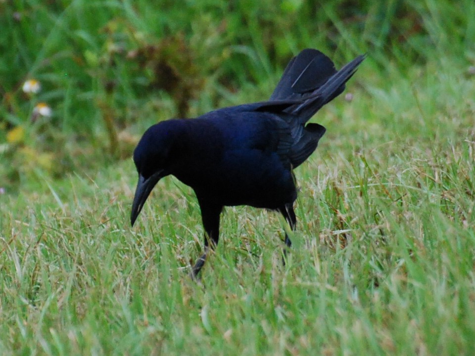 Boat-tailed Grackle - ML618890783