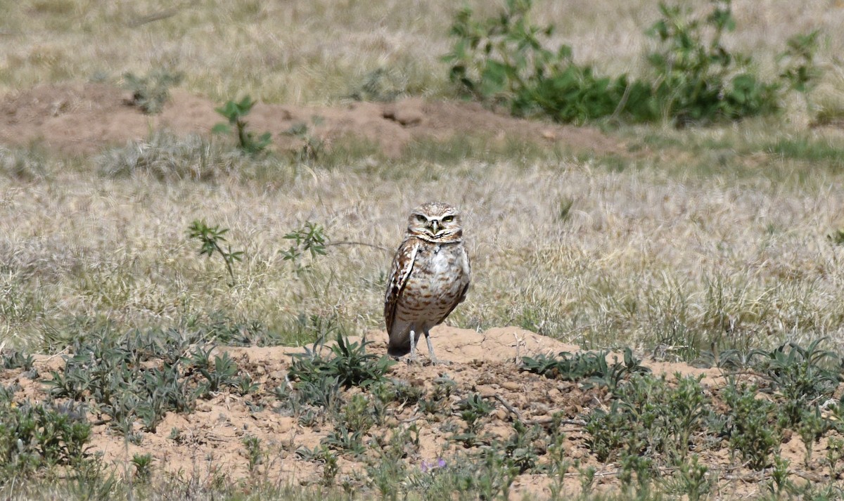 Burrowing Owl - ML618890801
