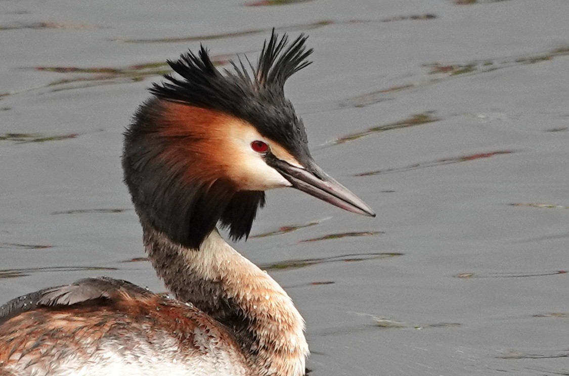 Great Crested Grebe - ML618890825