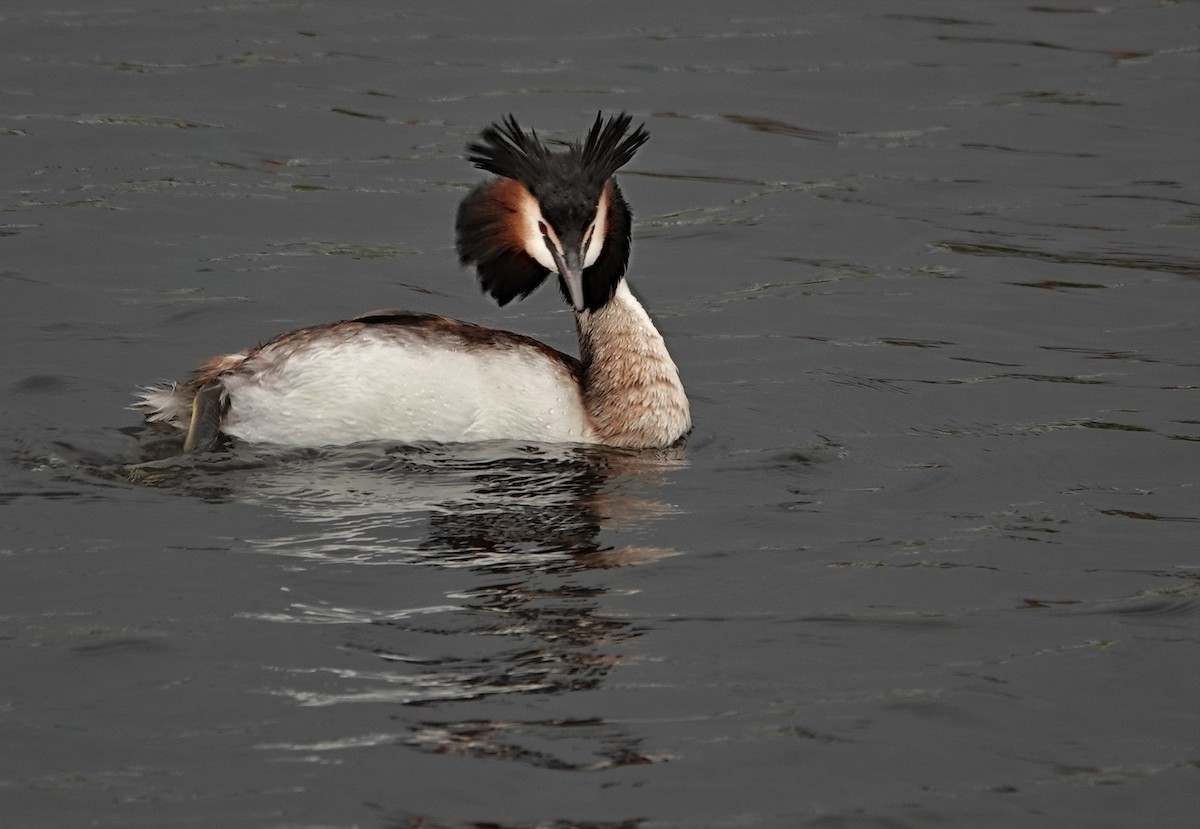Great Crested Grebe - ML618890827
