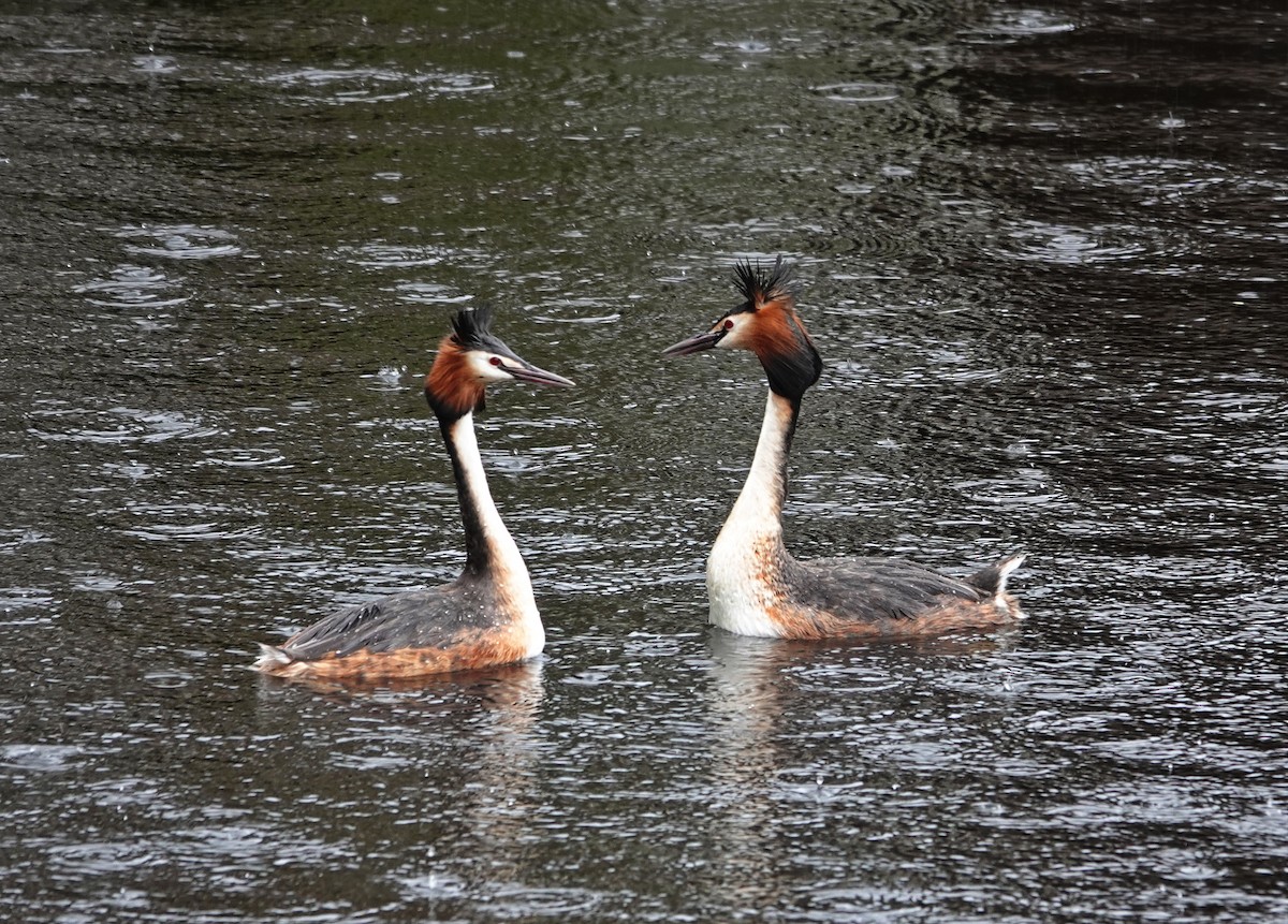 Great Crested Grebe - ML618890828