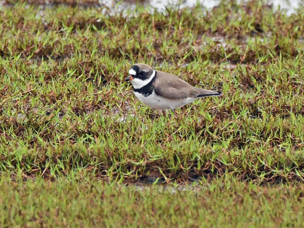 Semipalmated Plover - ML618890830