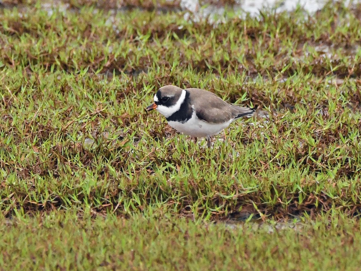 Semipalmated Plover - ML618890831