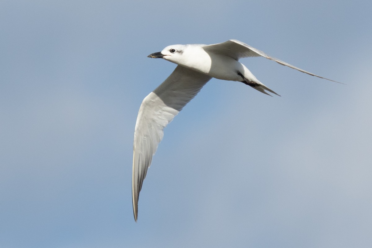 Gull-billed Tern - Bryn Pickering
