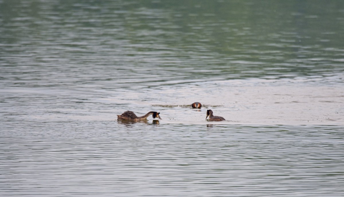 Great Crested Grebe - ML618890839