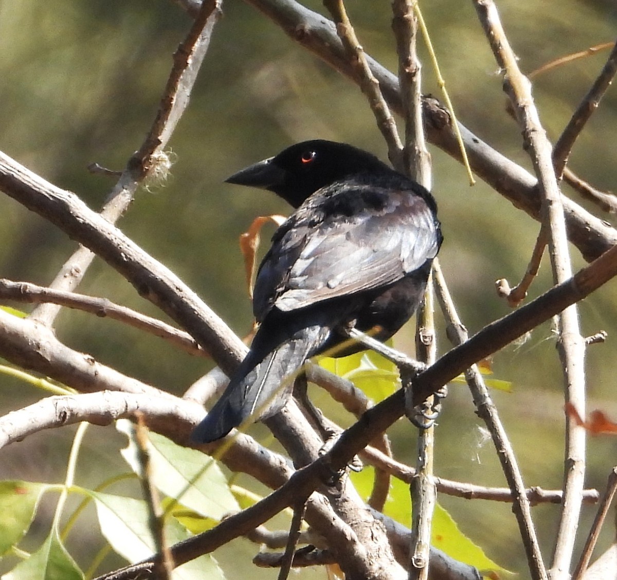 ub. spurvefugl (Passeriformes sp.) - ML618890853