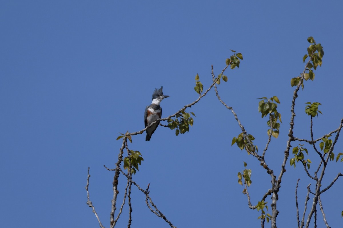 Belted Kingfisher - ML618890860