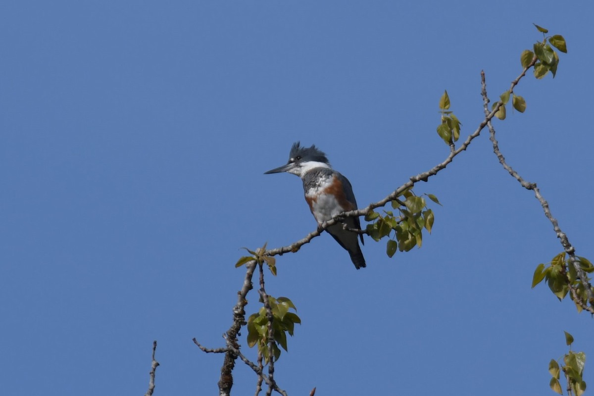 Belted Kingfisher - ML618890861