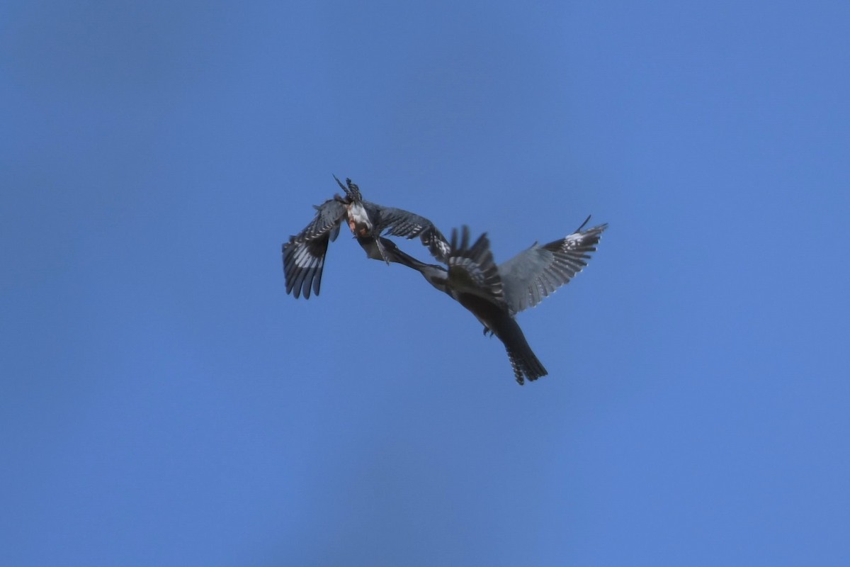 Belted Kingfisher - ML618890862
