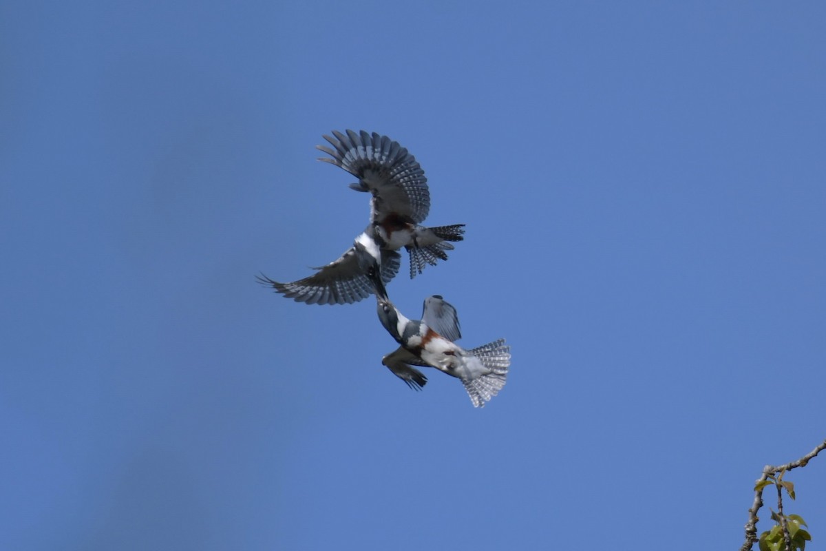 Belted Kingfisher - ML618890864