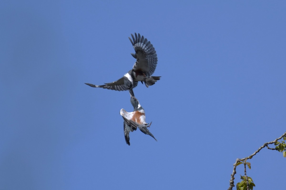 Belted Kingfisher - ML618890866