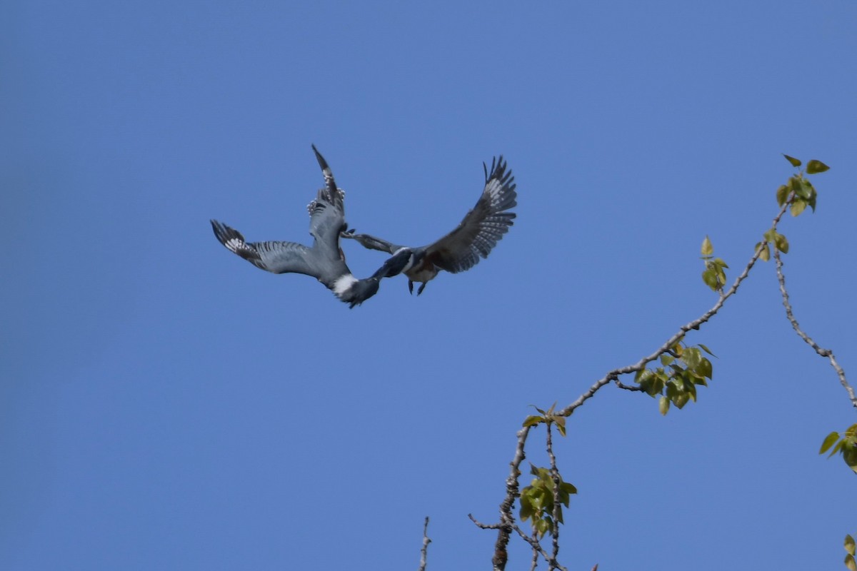 Belted Kingfisher - ML618890867
