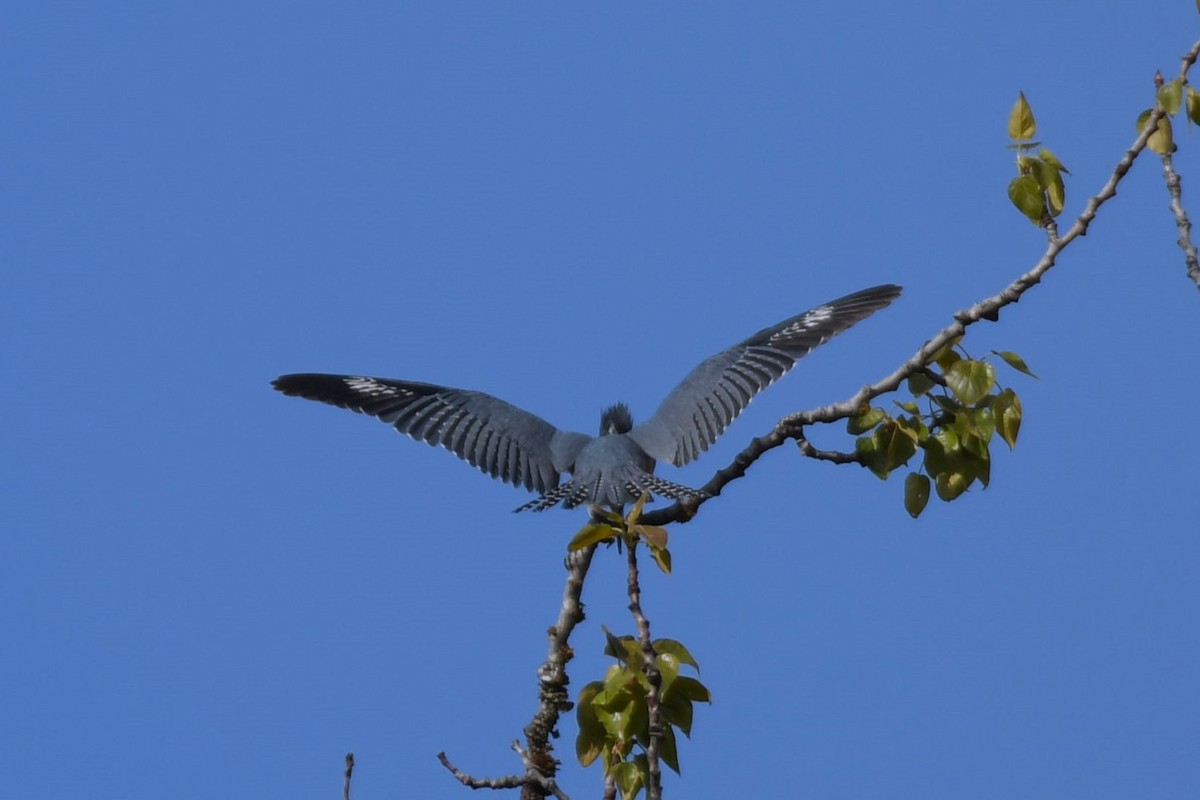 Belted Kingfisher - ML618890868