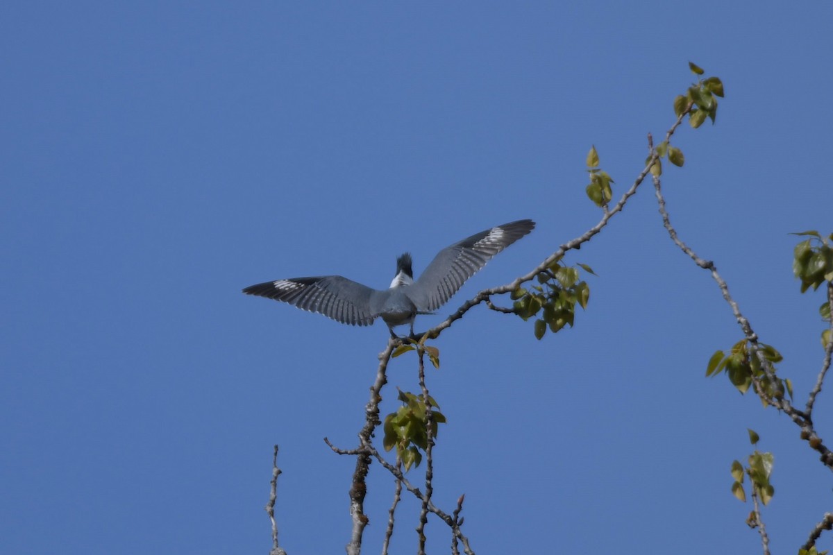 Belted Kingfisher - ML618890869