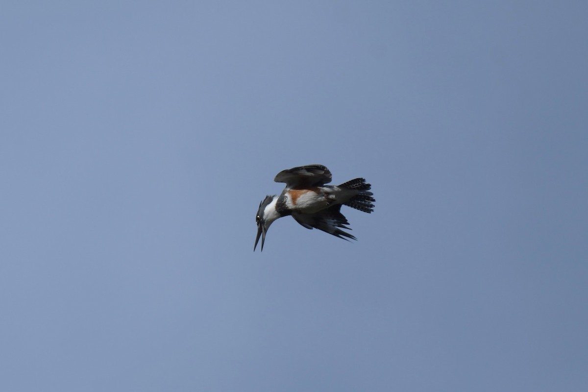 Belted Kingfisher - ML618890873
