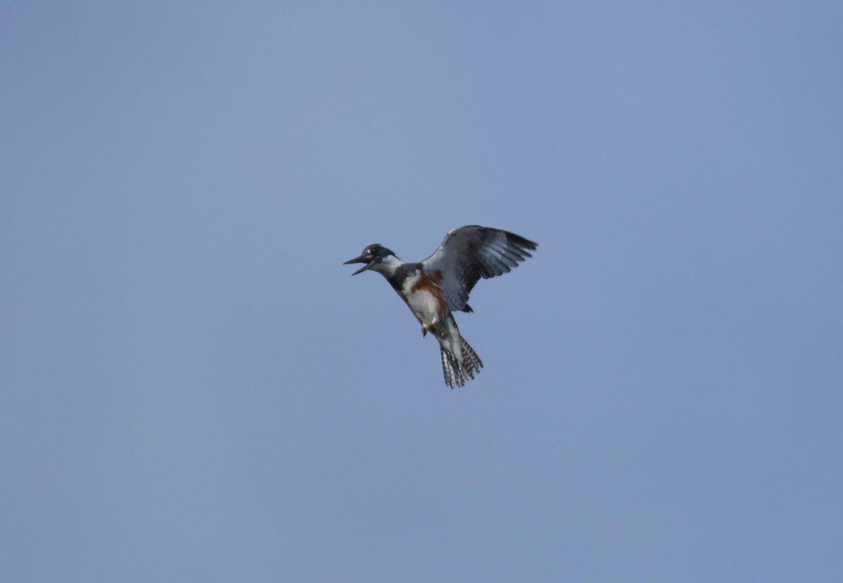 Belted Kingfisher - ML618890876