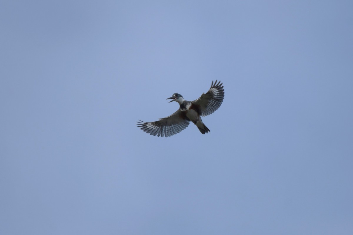 Belted Kingfisher - ML618890879