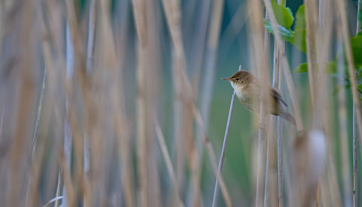 Common Reed Warbler - ML618890890