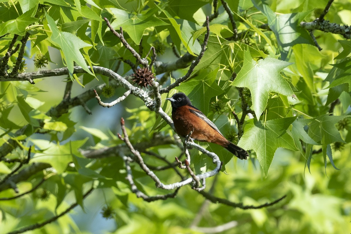 Orchard Oriole - ML618890892