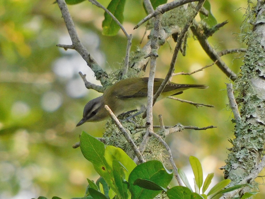 Red-eyed Vireo - Kathy Rhodes