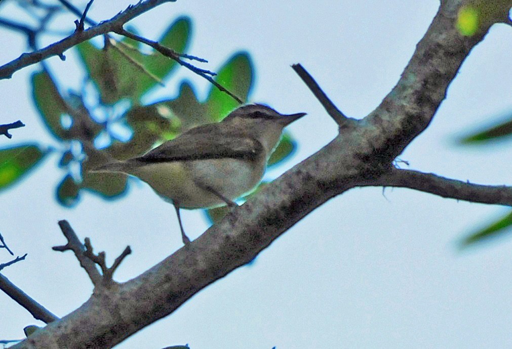 Red-eyed Vireo - Kathy Rhodes