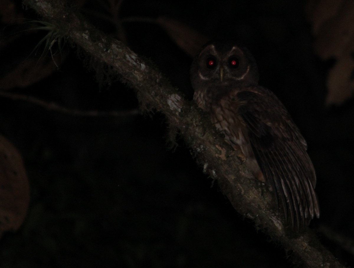 Mottled Owl - Miguel  Magro