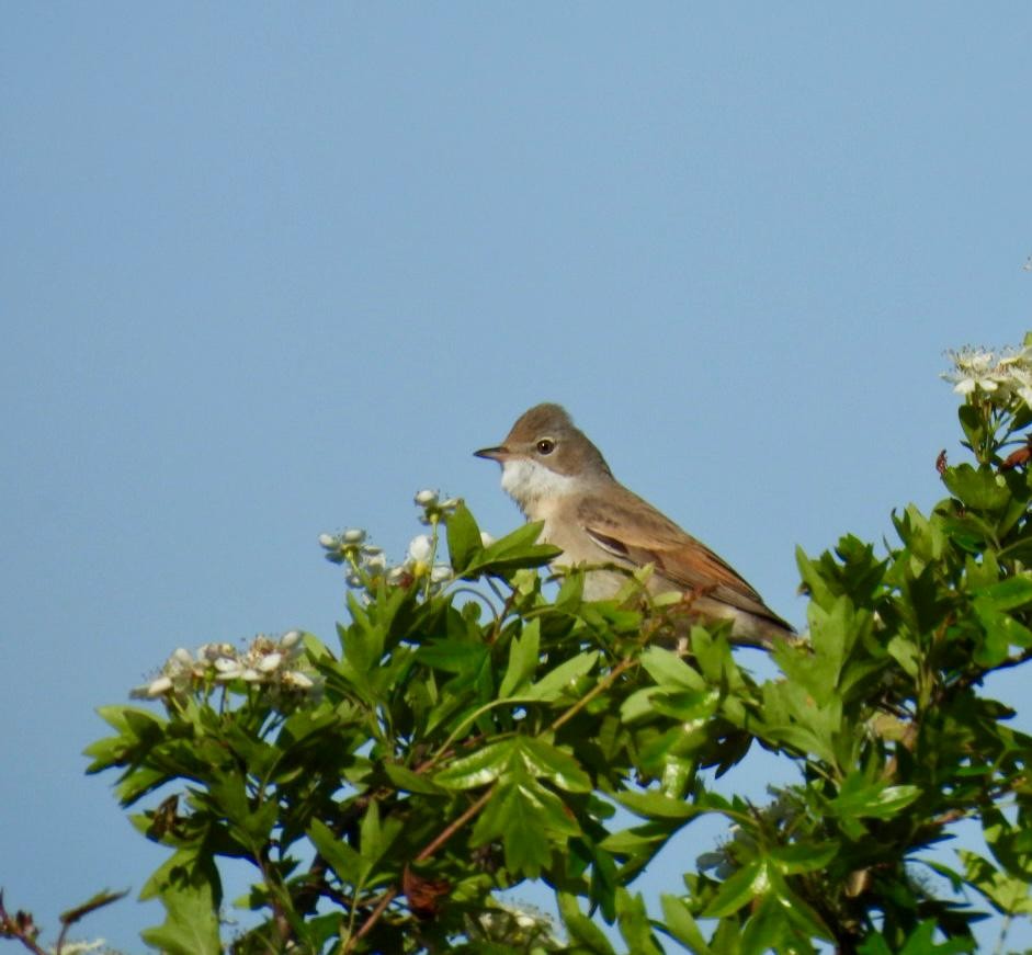 Greater Whitethroat - Andy Todd
