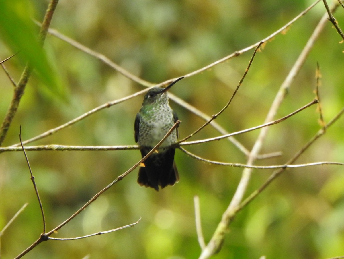 Many-spotted Hummingbird - PJ Stephenson