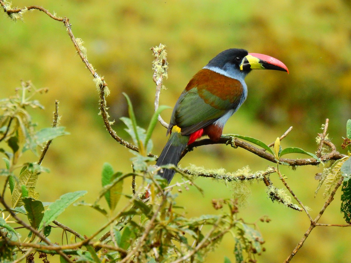 Gray-breasted Mountain-Toucan - ML618891075