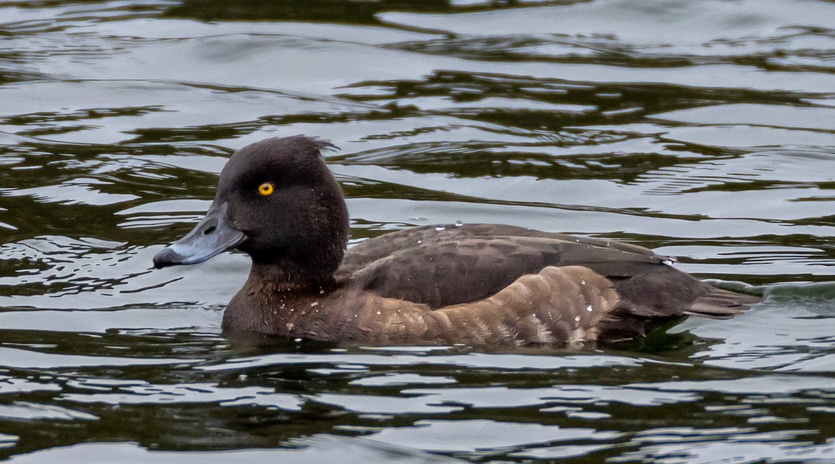 Tufted Duck - ML618891118