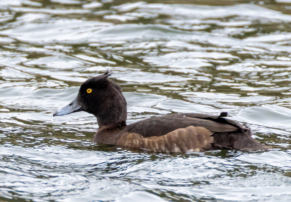 Tufted Duck - ML618891119