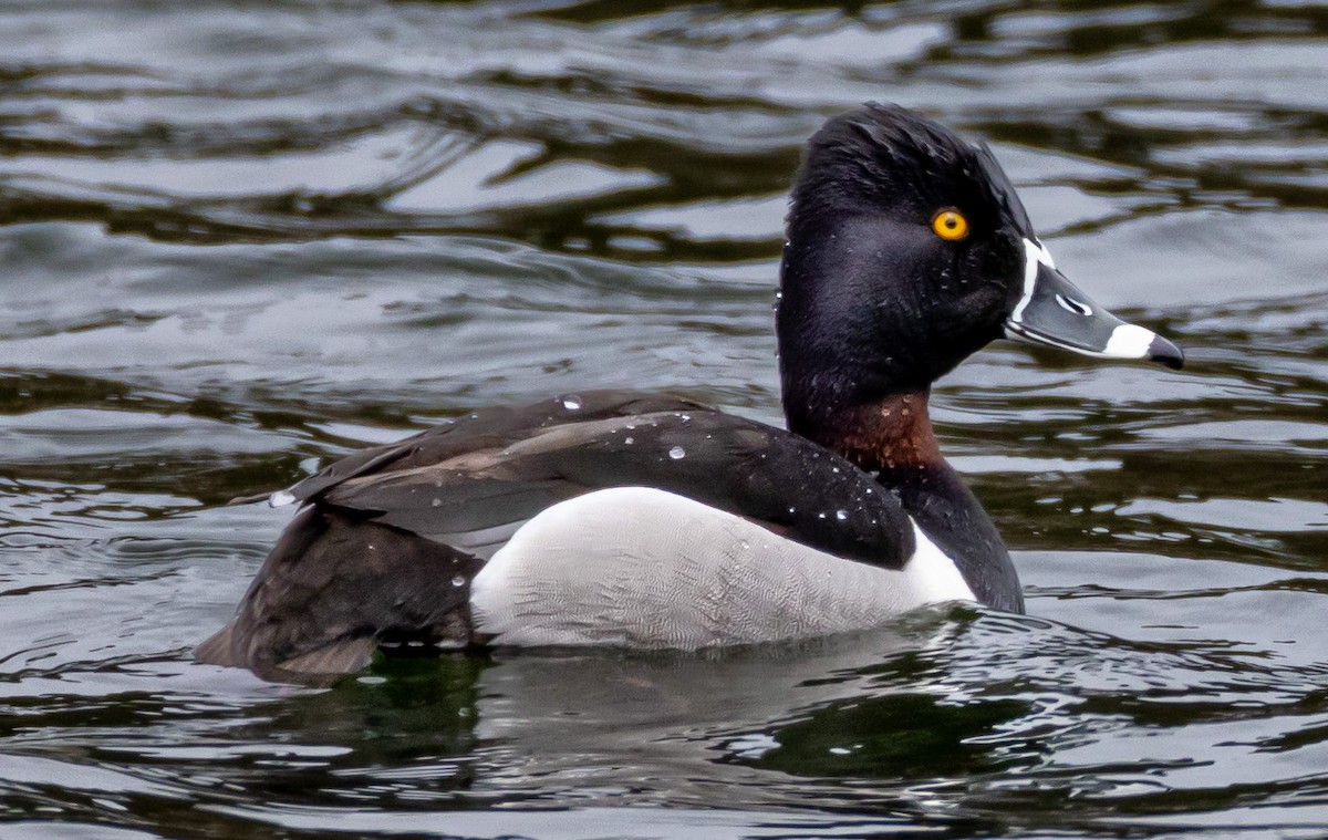 Ring-necked Duck - ML618891133