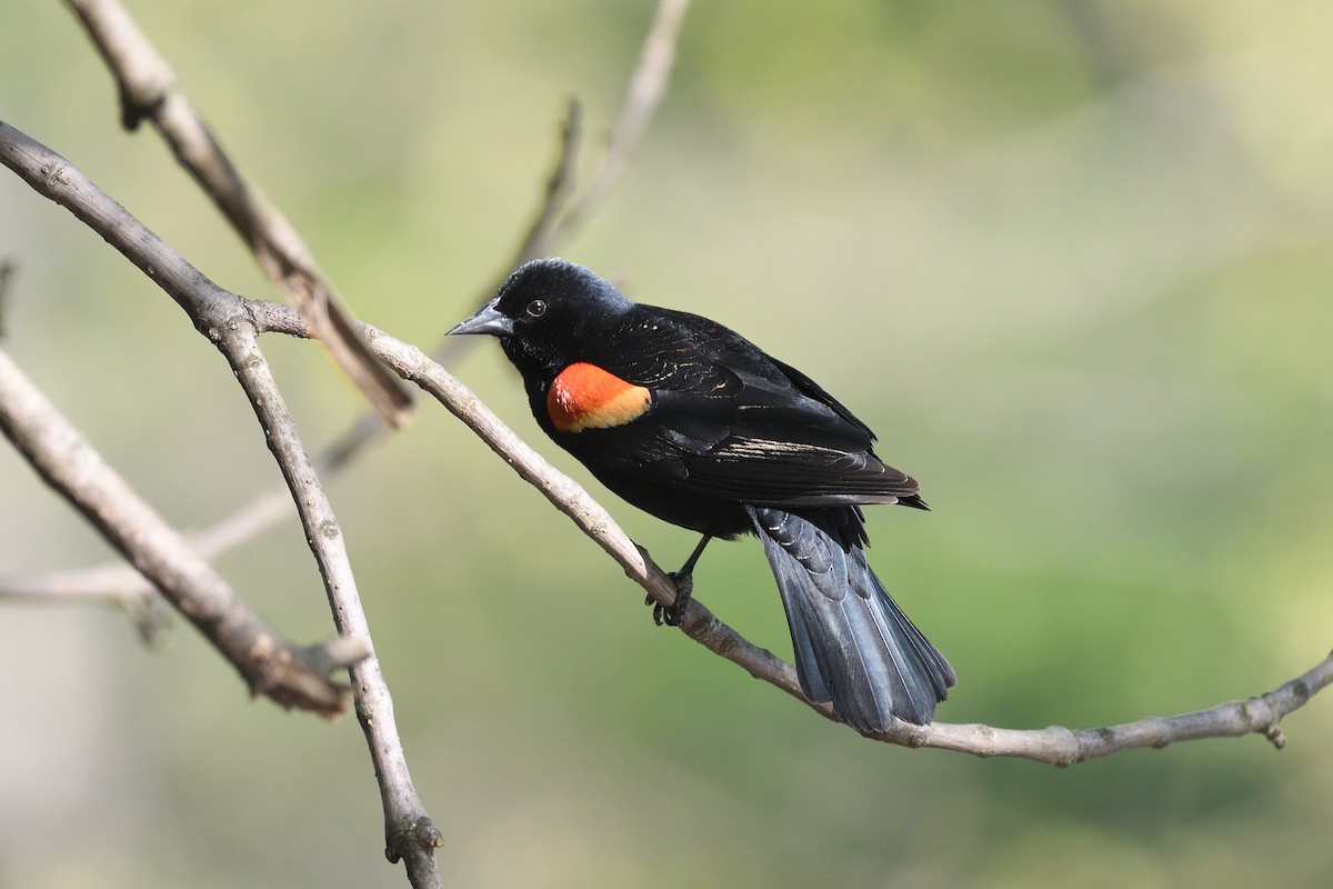 Red-winged Blackbird (Red-winged) - ML618891143