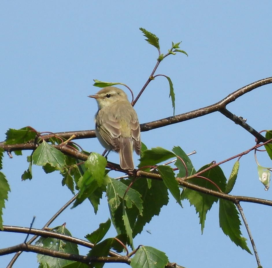 Willow Warbler - Andy Todd