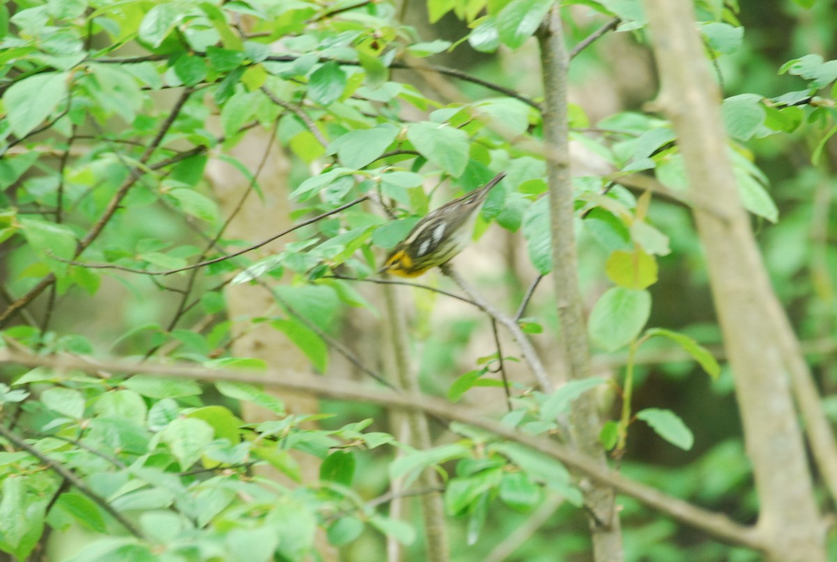 Blackburnian Warbler - roy sorgenfrei