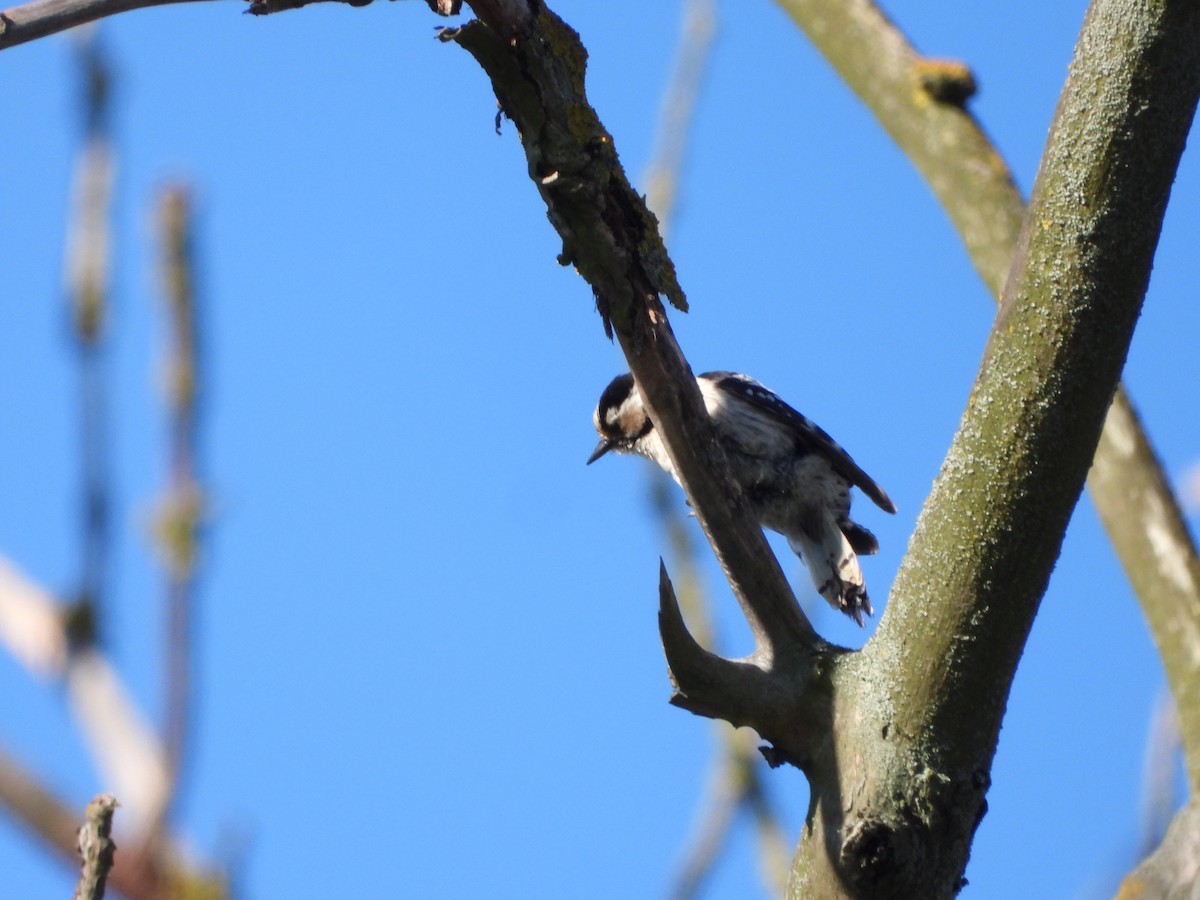 Lesser Spotted Woodpecker - Bogdan  Rudzionek