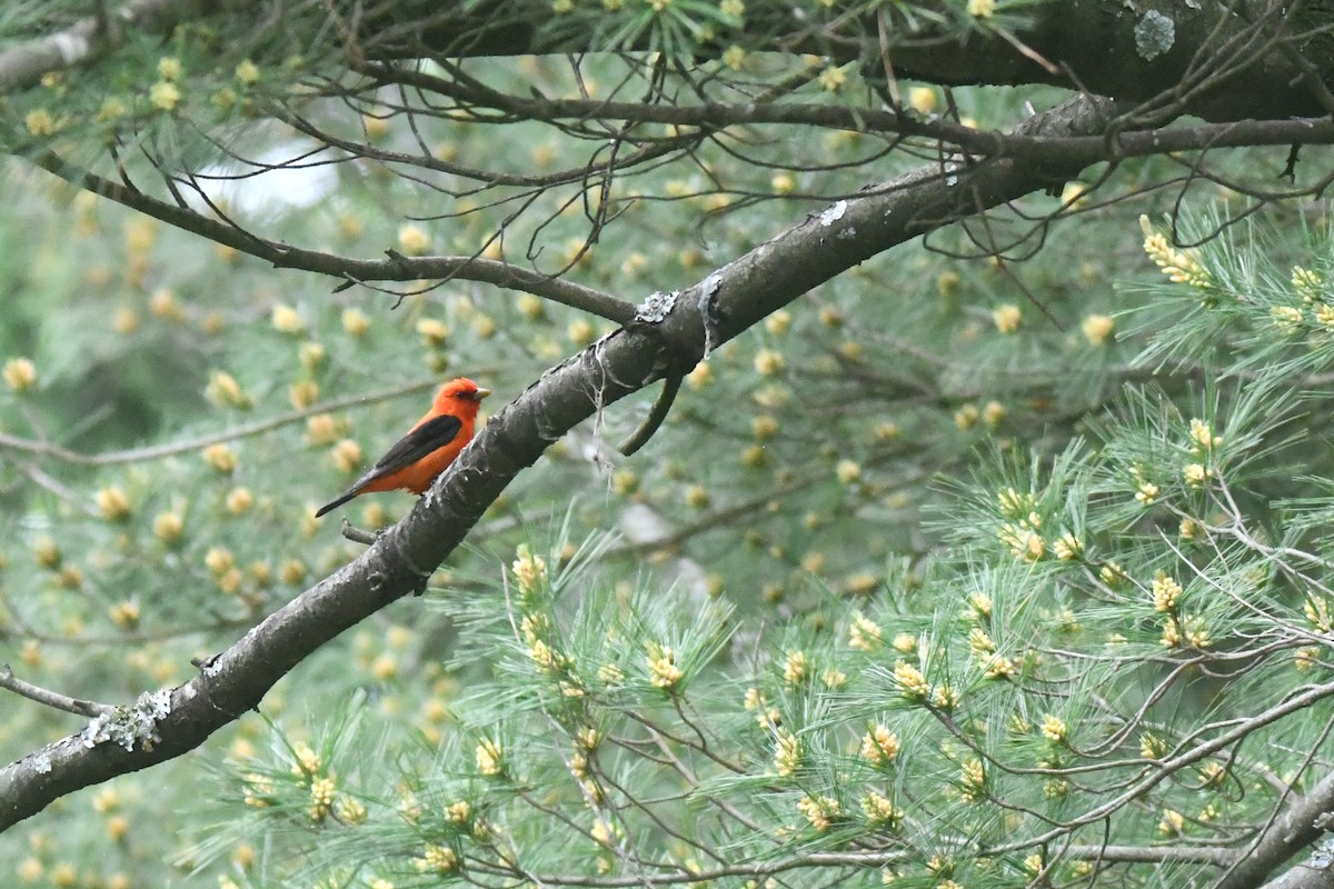 Scarlet Tanager - ML618891230