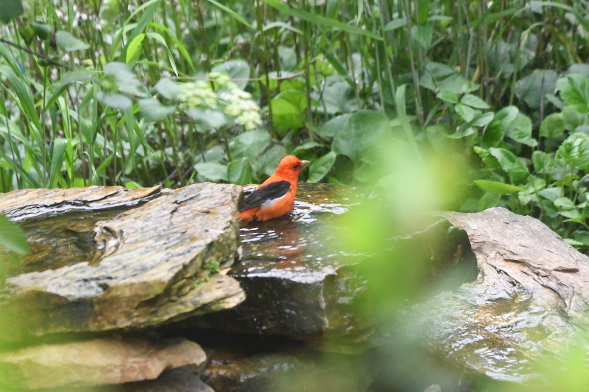 Scarlet Tanager - ML618891233