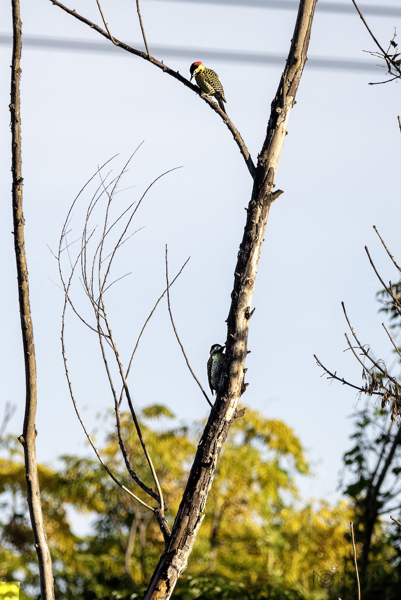Green-barred Woodpecker - Gustavo Mantiñan