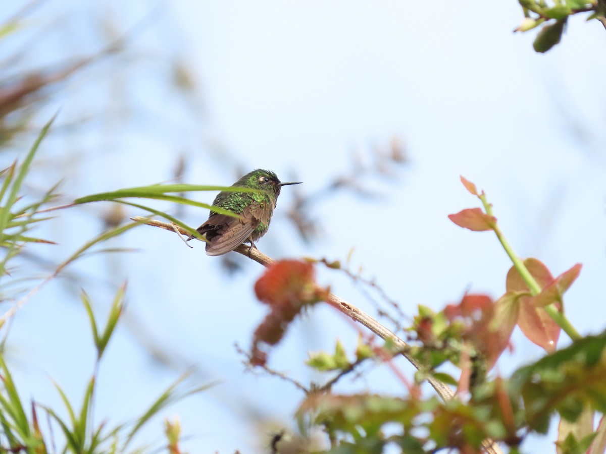 kolibřík dřišťálový - ML618891275