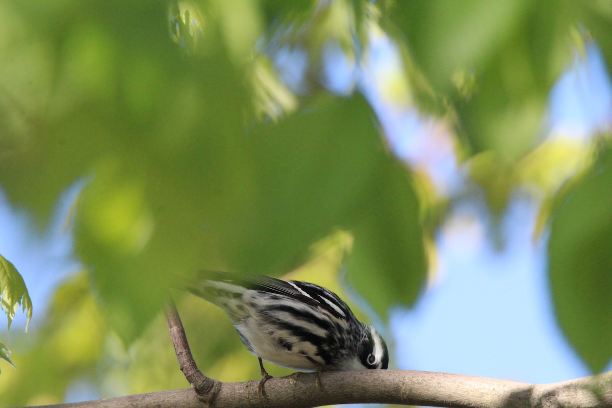 Black-and-white Warbler - ML618891293