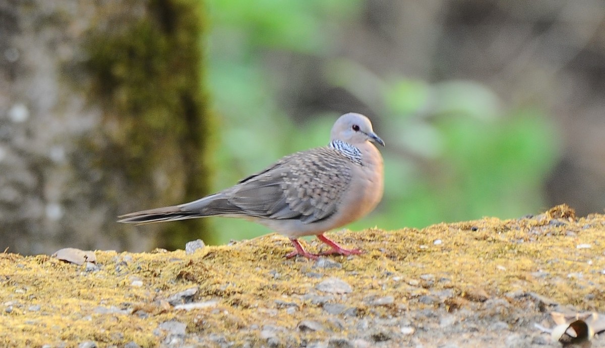 Spotted Dove - ML618891300